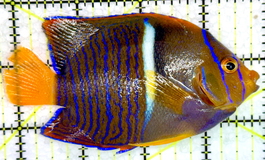 Passer King Angelfish PKA072104 WYSIWYG Size: L 4.25"