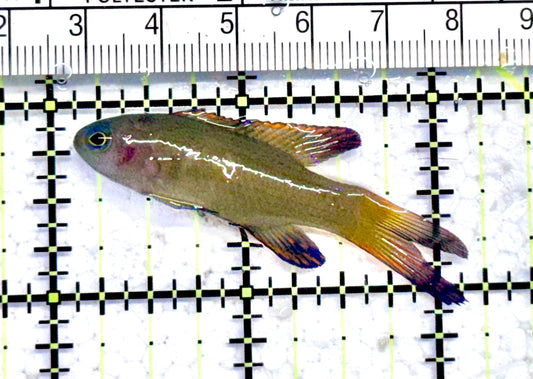 Randall's Blue Assessor Basslet RBAB071201  WYSIWYG Size: 2" approx