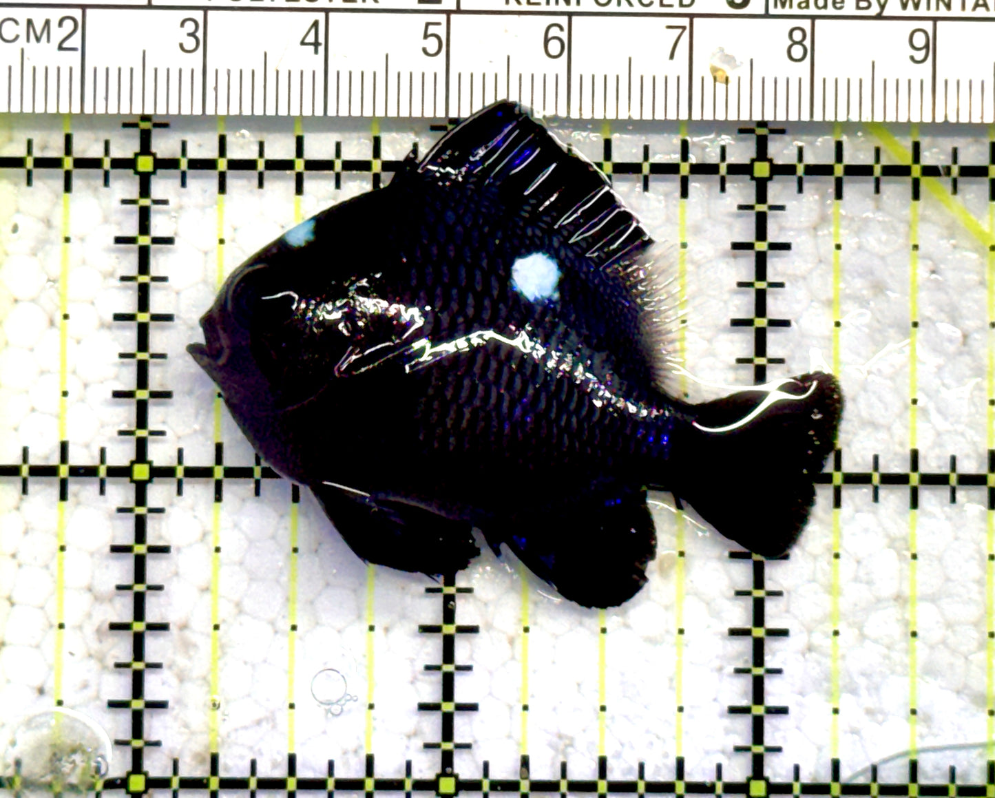 Domino Damselfish DD071201 WYSIWYG Size: XL 2" approx