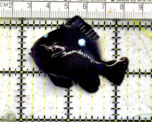 Domino Damselfish DD071201 WYSIWYG Size: XL 2" approx