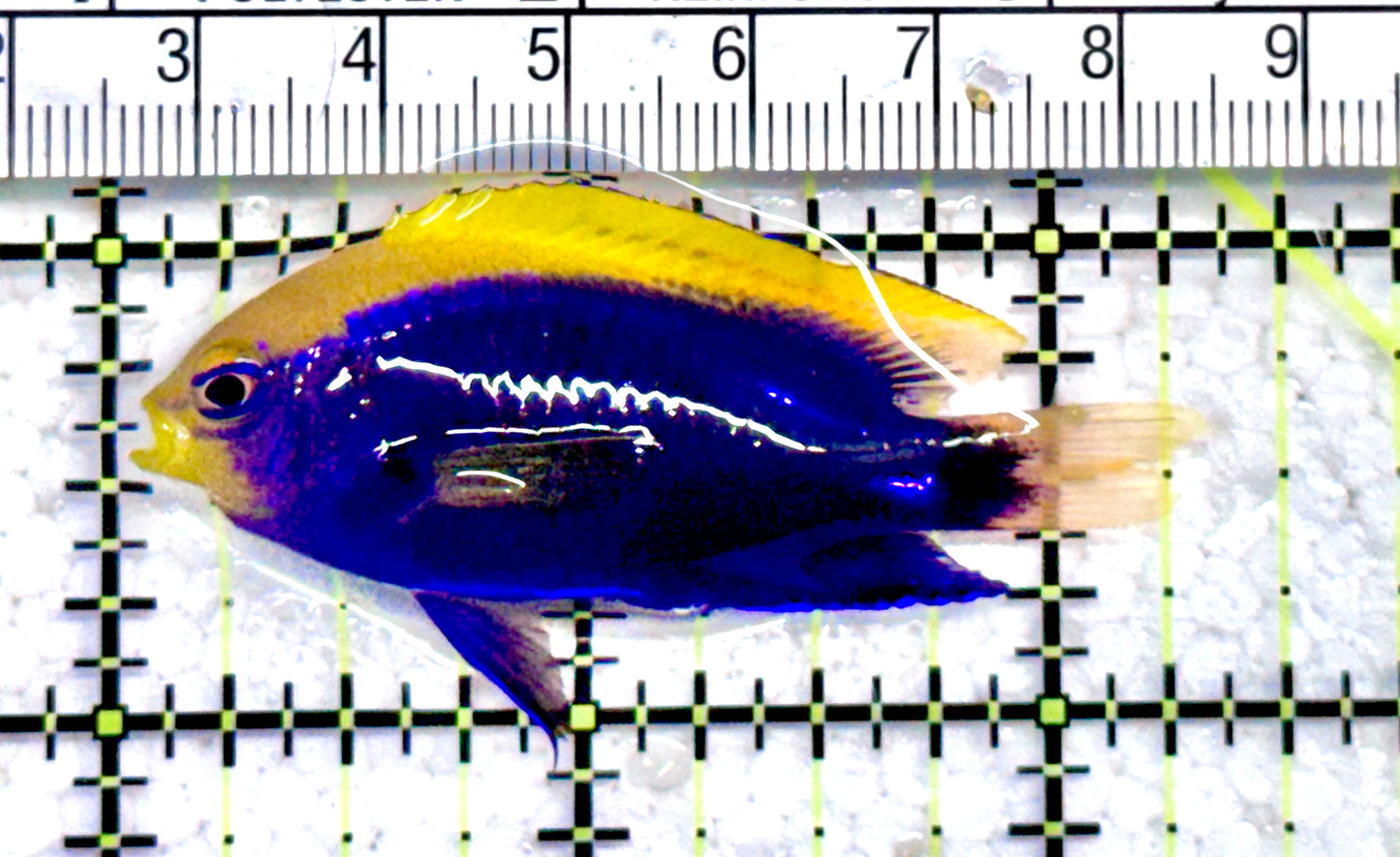 Starki Damselfish SD071201 WYSIWYG Size: M 2.25" approx