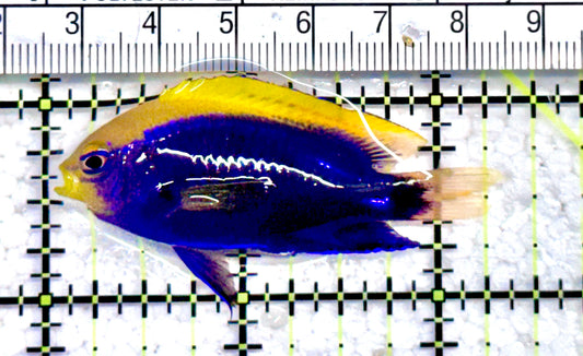 Starki Damselfish SD071201 WYSIWYG Size: M 2.25" approx