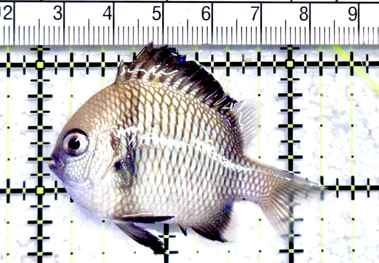 Two Stripe Damselfish TSD071201 WYSIWYG Size: 2.25 " approx