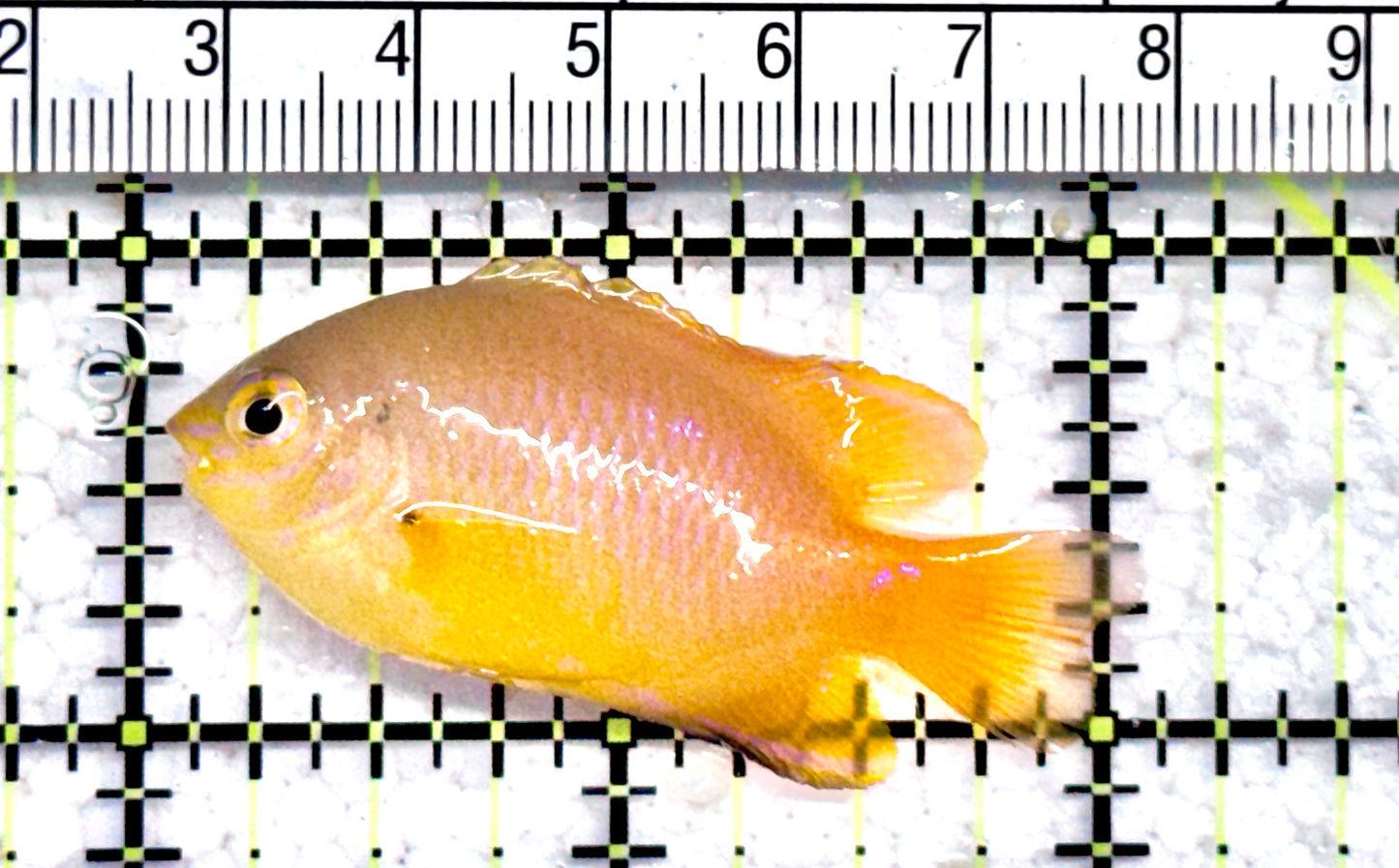 Lemon Damselfish LD071201 WYSIWYG Size: XL 2" approx