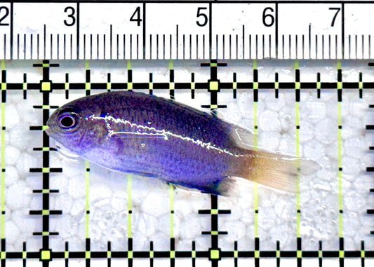 Blue Damselfish BD071201 WYSIWYG Size:S1.5" approx