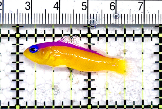 Diadem Dottyback DD071201 WYSIWYG Size: S 1.5" approx