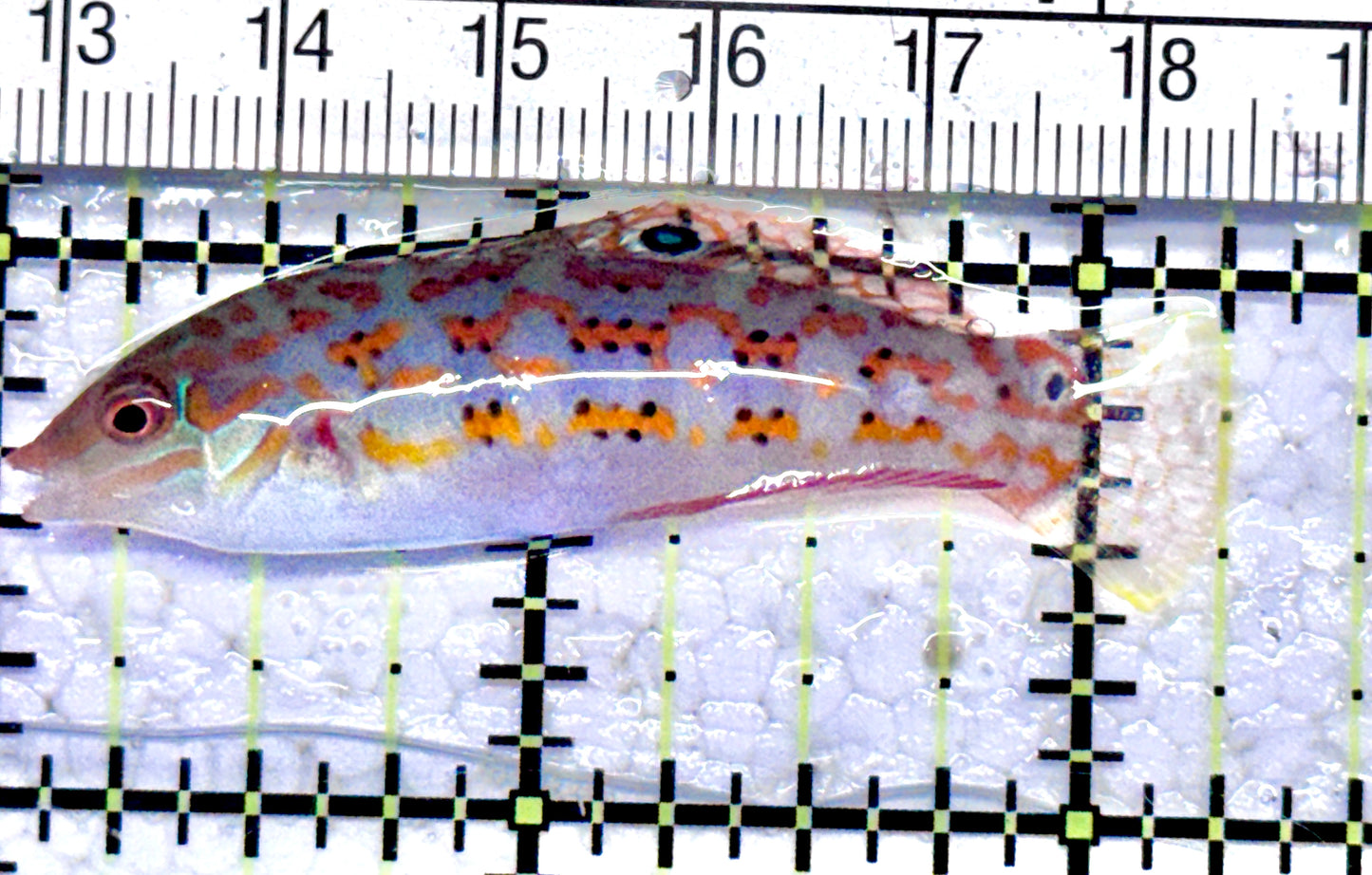 Timor Wrasse TW071201 WYSIWYG Size: ML 2.25" approx
