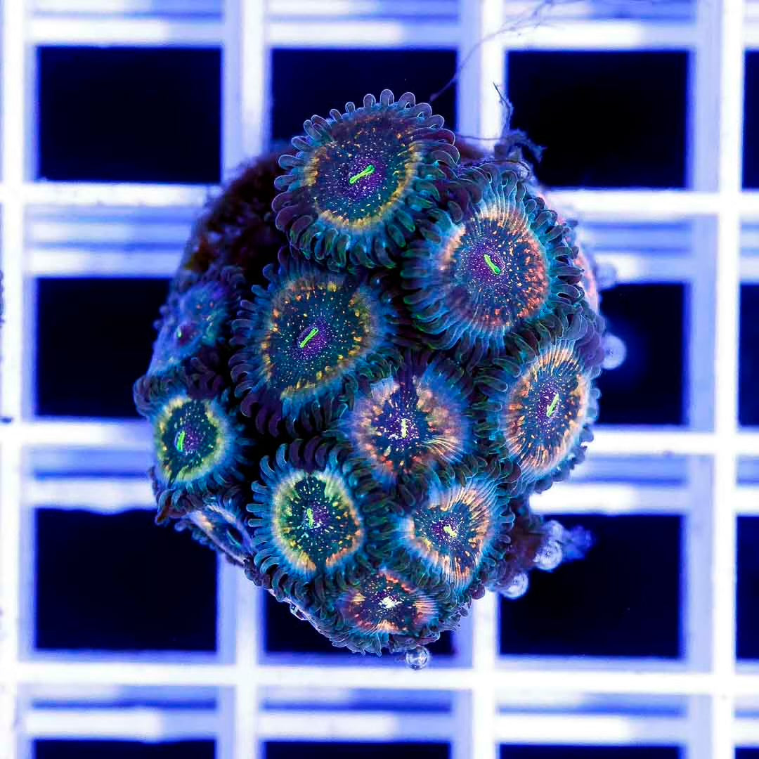 Aussie Zoanthid Frag Mother Colony AZFMC101301 WYSIWYG