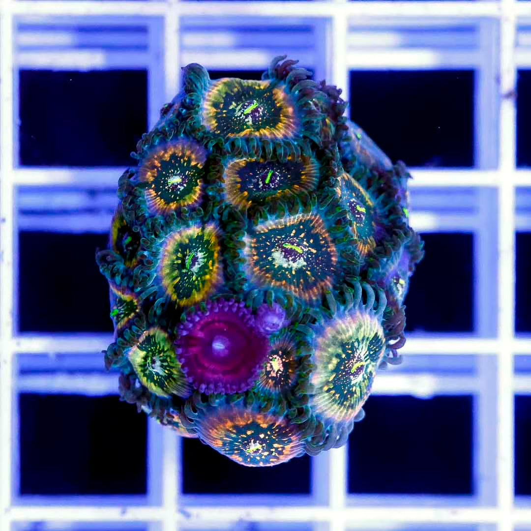 Aussie Zoanthid Frag Mother Colony AZFMC101302 WYSIWYG