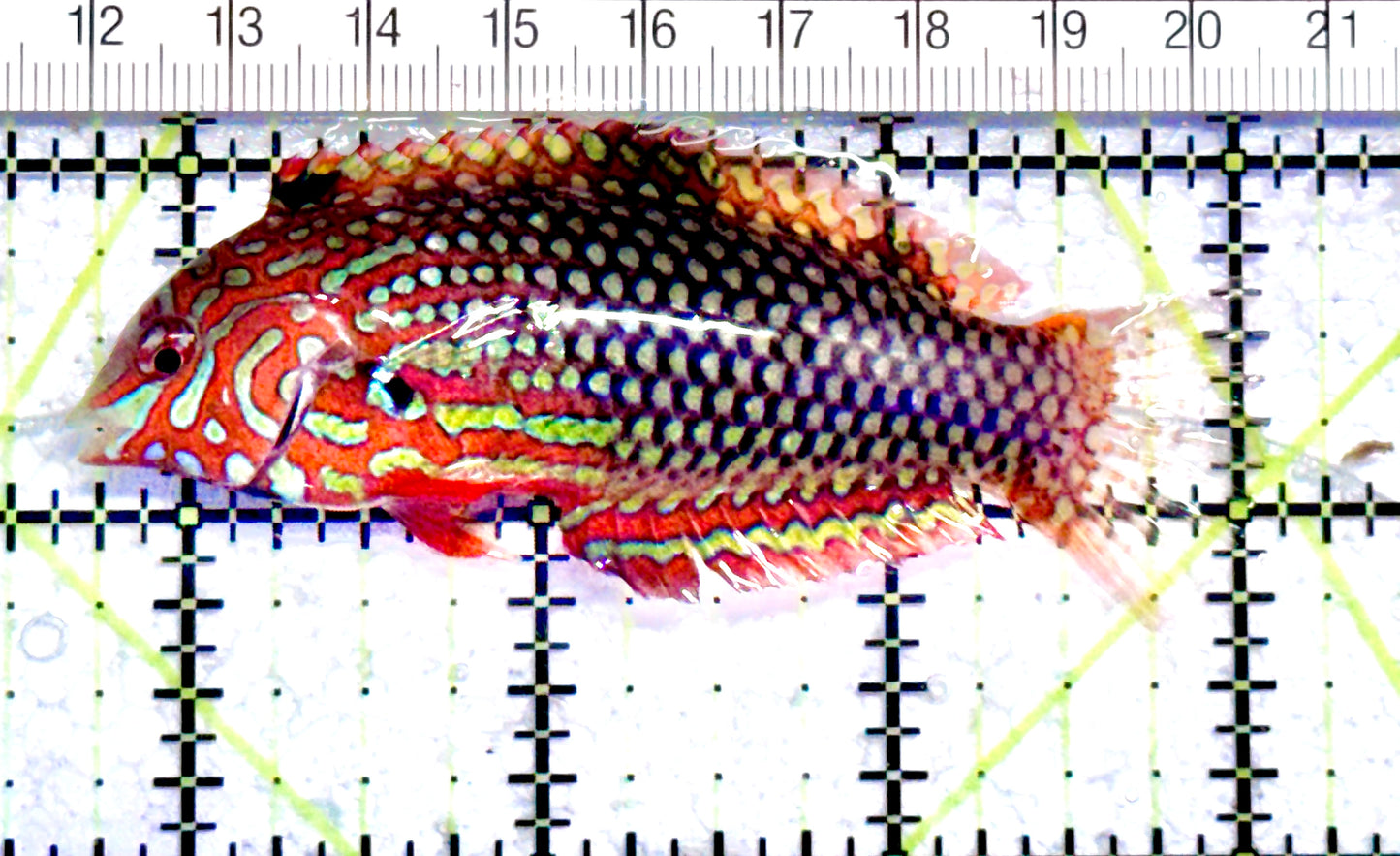Ornate Leopard Wrasse OLW071201 WYSIWYG Size: XL 3.25" approx