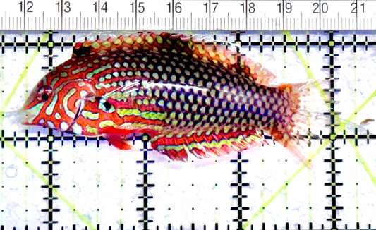 Ornate Leopard Wrasse OLW071201 WYSIWYG Size: XL 3.25" approx