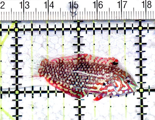 Ornate Leopard Wrasse OLW071202 WYSIWYG Size: S 2" approx