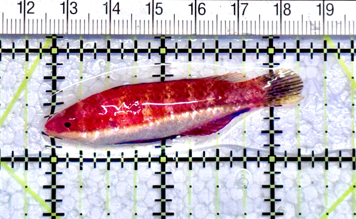 HighFin Fairy Wrasse (Maldives Special Grade) HFW071202 WYSIWYG Size: XL 2.25" approx