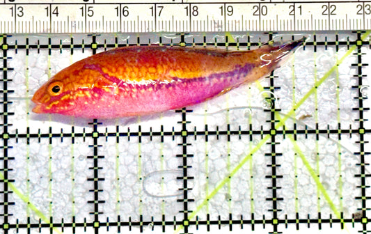 Pintail Fairy Wrasse PFW071201 WYSIWYG Size: XL 3" approx