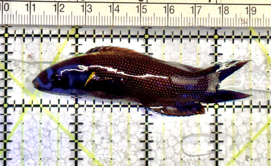 Yellowback Comet Wrasse YCW071201 WYSIWYG Size: XL  3" approx
