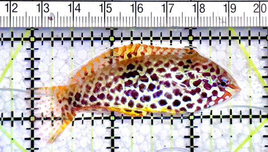 Meleagris Leopard Wrasse MLW071201 WYSIWYG Size: M  2.5" approx