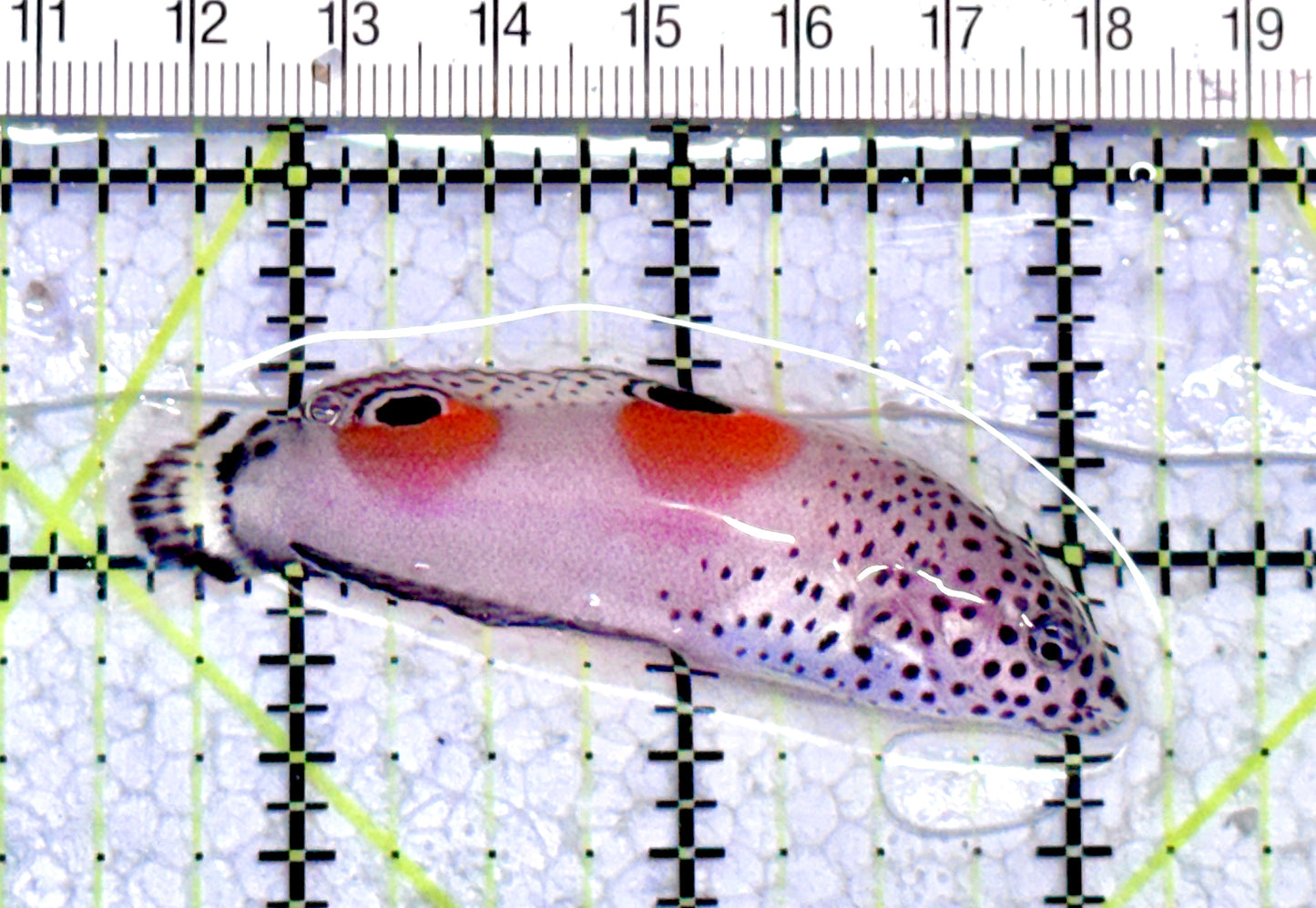 Twin Spot Juv Wrasse TSJW071201 WYSIWYG Size: M 2.5" approx