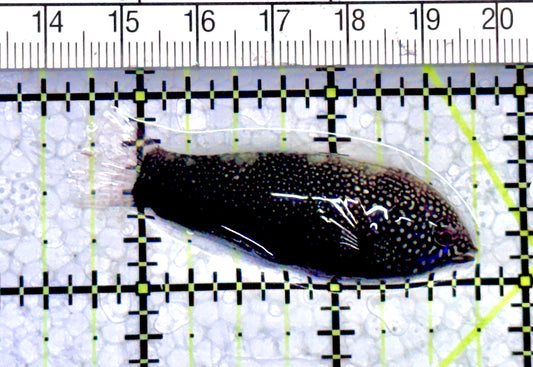 Black Leopard Wrasse BLW071201 WYSIWYG Size: L 2" approx
