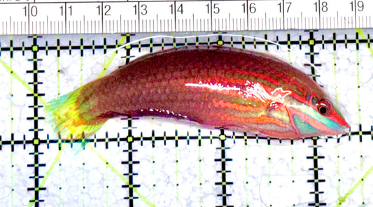 Ornate Wrasse OW071201 WYSIWYG Size: SHOW 3.25" approx