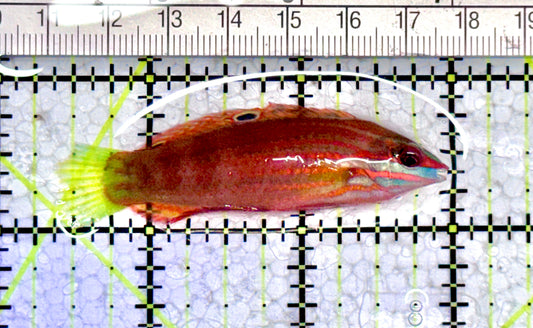 Ornate Wrasse OW071202 WYSIWYG Size: L 2.5"approx