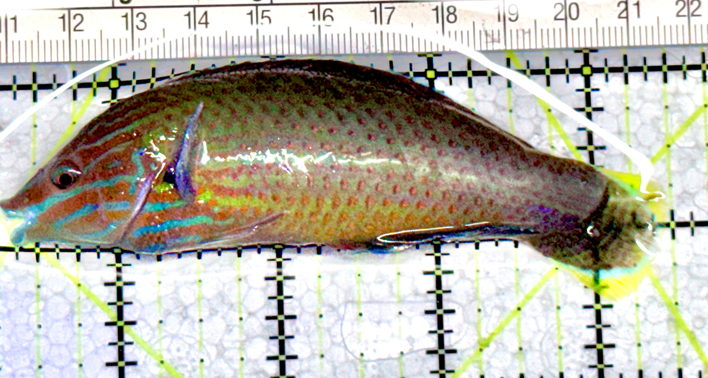 Richmond's Wrasse RW071201 WYSIWYG Size: L 4" approx