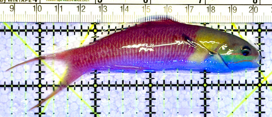 Bluehead Wrasse (Adult) BW071201 WYSIWYG Size: L 4.5" approx