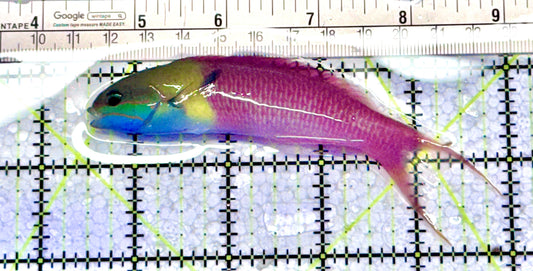 Bluehead Wrasse (Adult) BW071202 WYSIWYG Size: L 4.5" approx