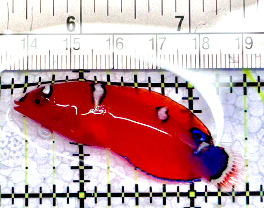 African Red Clown Coris Wrasse Juvenile ARCCWJ071201 WYSIWYG Size: S 2"