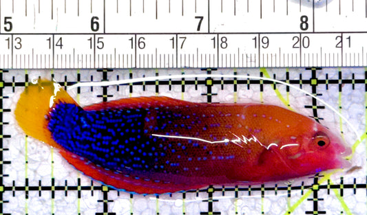 African Red Clown Coris Wrasse Adult ARCCWA071201 WYSIWYG Size: S 3.25"