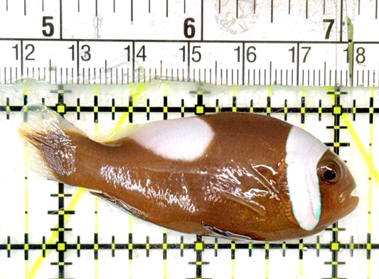 Red Saddleback Clownfish RSC052401 WYSIWYG Size: L 2.5" approx
