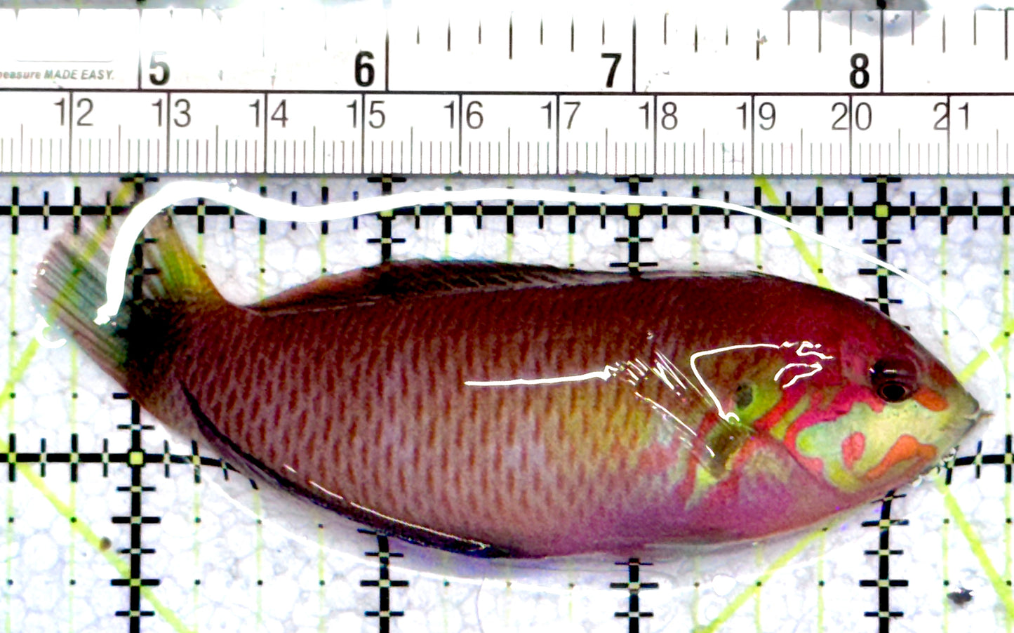 Moyer's Leopard Wrasse MLW071201 WYSIWYG Size: XXL Above 3.75"
