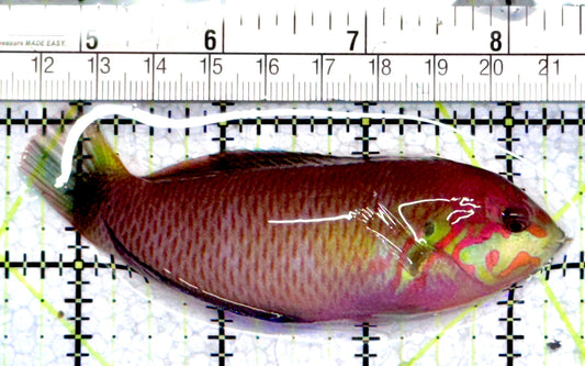 Moyer's Leopard Wrasse MLW071201 WYSIWYG Size: XXL Above 3.75"