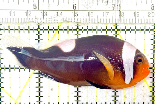 Red Saddleback Clownfish RSC052402 WYSIWYG Size: XL 4" approx