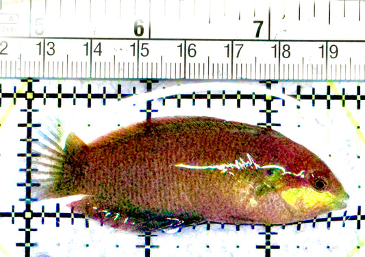 Moyer's Leopard Wrasse MLW071202 WYSIWYG Size: L 2.75"