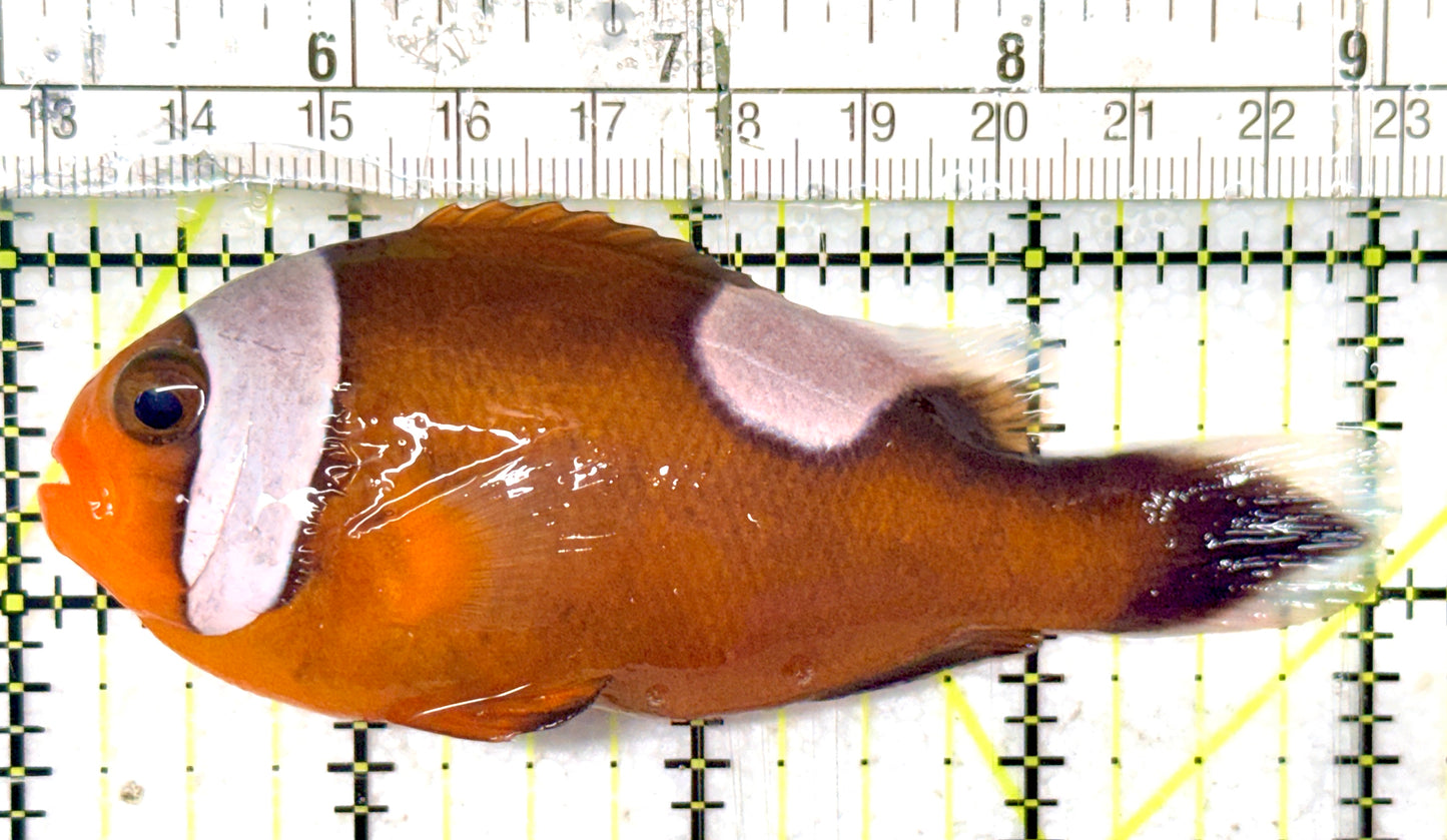 Red Saddleback Clownfish RSC052403 WYSIWYG Size: XL 4" approx