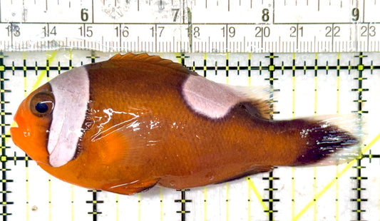 Red Saddleback Clownfish RSC052403 WYSIWYG Size: XL 4" approx