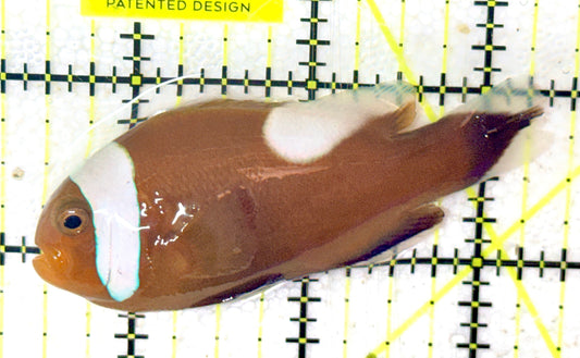 Red Saddleback Clownfish RSC052404 WYSIWYG Size: L 2.75" approx