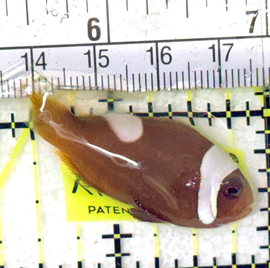 Red Saddleback Clownfish RSC052405 WYSIWYG Size: S 1.5" approx