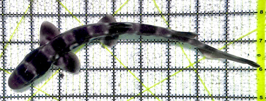 Baby White Spotted Cat Shark BWSCS071202 WYSIWYG Size: S 9"