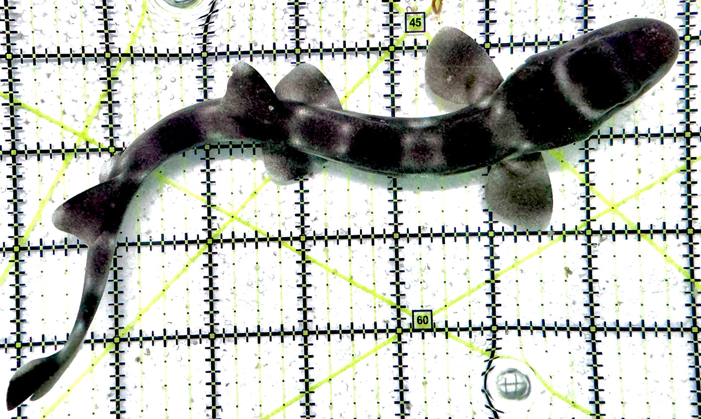 Baby White Spotted Cat Shark BWSCS071203 WYSIWYG Size: S 9"