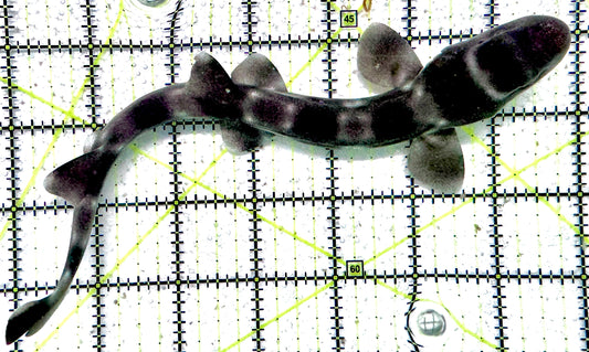 Baby White Spotted Cat Shark BWSCS071203 WYSIWYG Size: S 9"