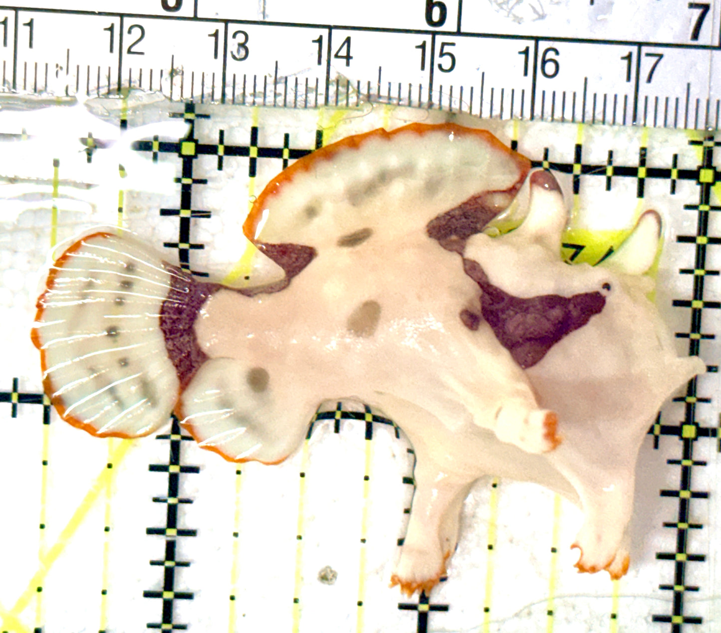 Rare White Red Warty Angler RWRWA052401 WYSIWYG Size: M 2.5" approx
