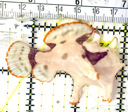 Rare White Red Warty Angler RWRWA052401 WYSIWYG Size: M 2.5" approx