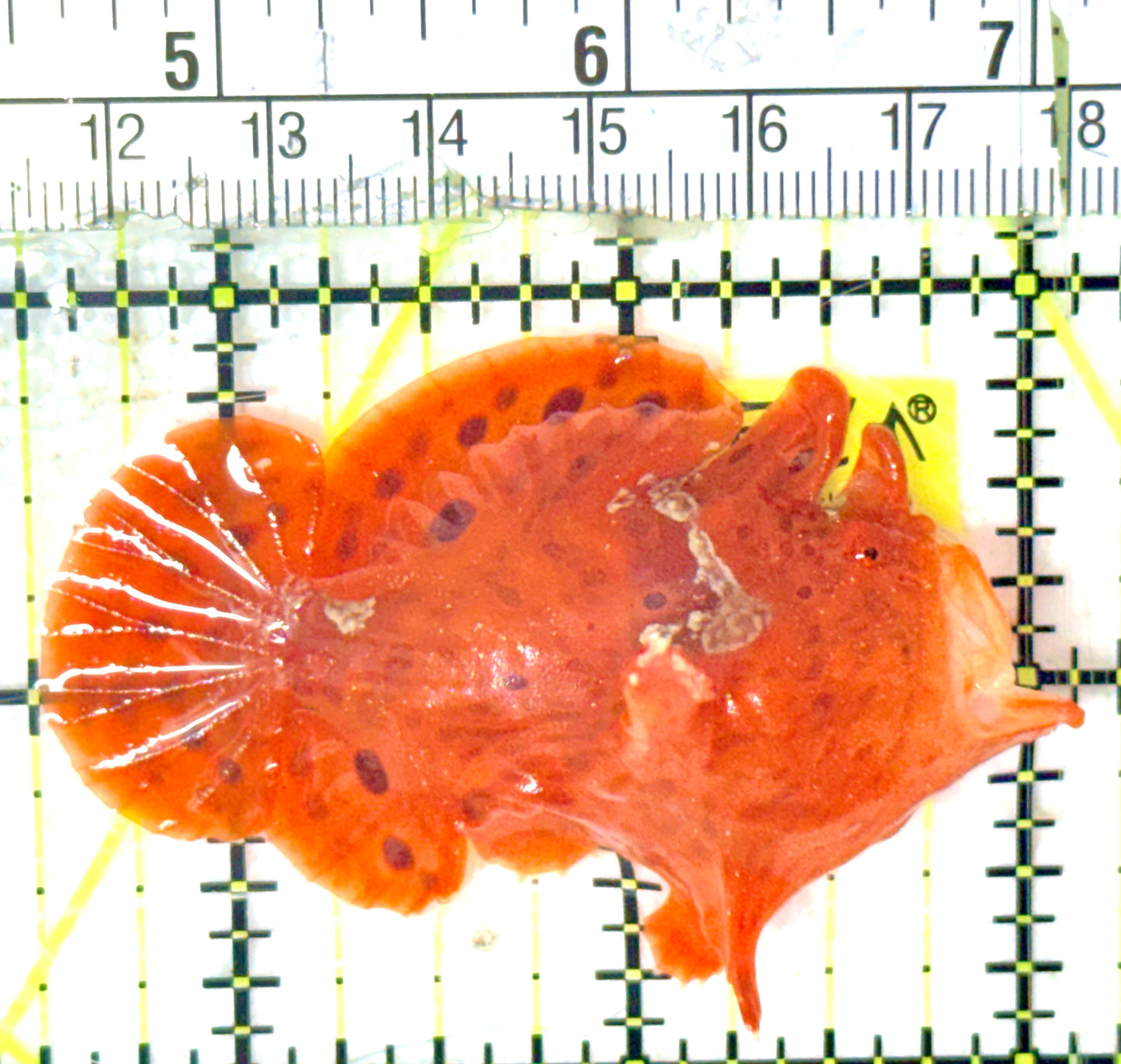 Red Warty Angler RWA052402 WYSIWYG Size: M 2.5" approx