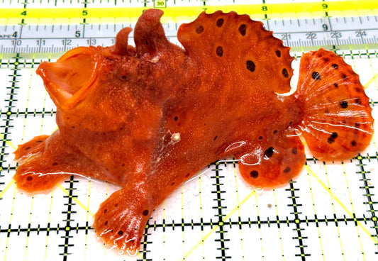 Red Warty Angler RWA052401 WYSIWYG Size: XXL 5.25" approx