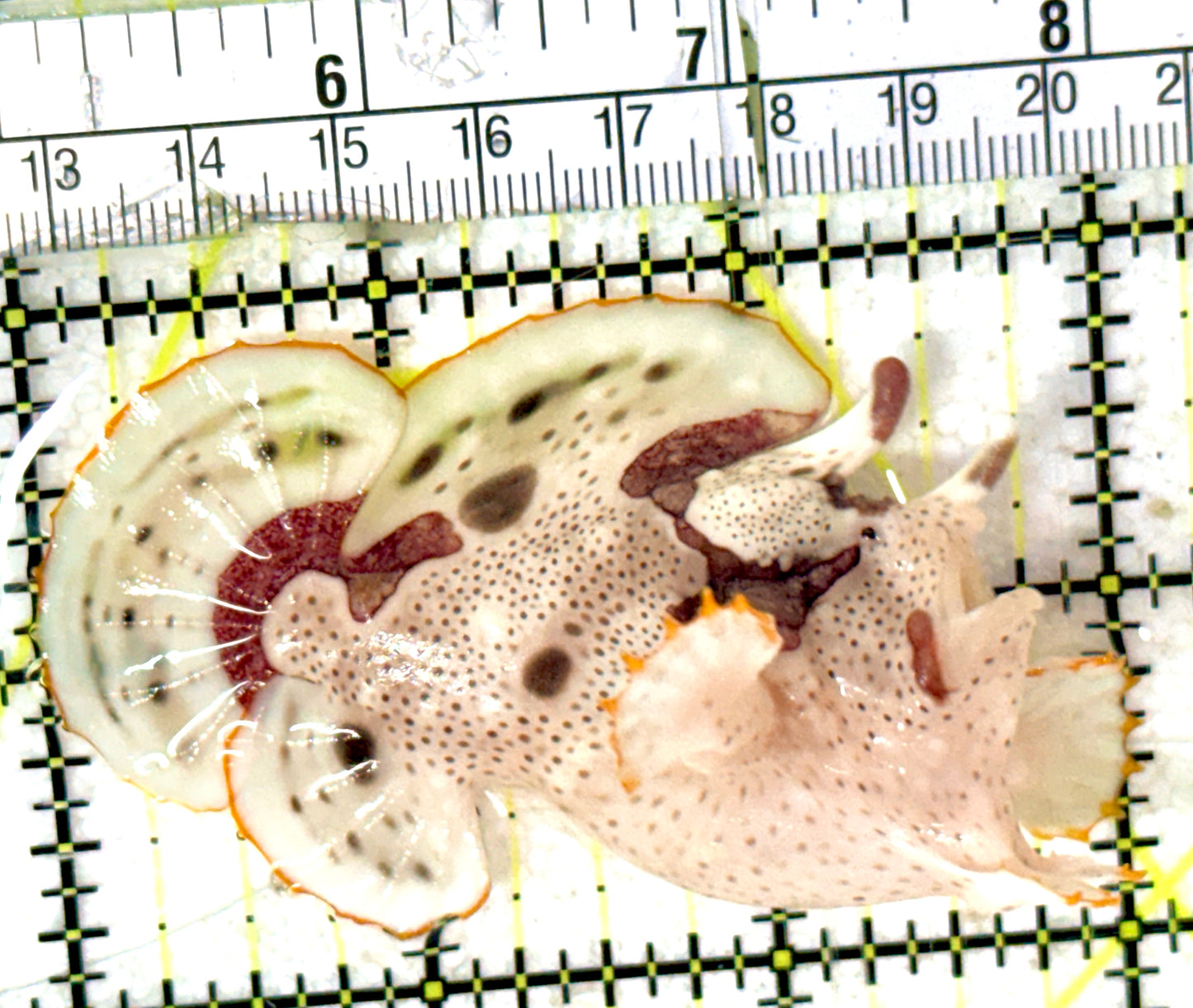 Rare White Red Warty Angler RWRWA052402 WYSIWYG Size: L 3" approx
