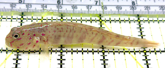 Pink Spotted Watchman Goby PSWG052401 WYSIWYG Size: L 3.75" approx