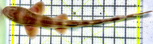 Grey Bamboo Shark GBS071204 WYSIWYG Size: SHOW /XXL 14"