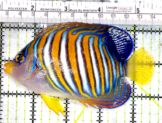 Regal Angelfish RA071201 WYSIWYG Size: L 4.5"