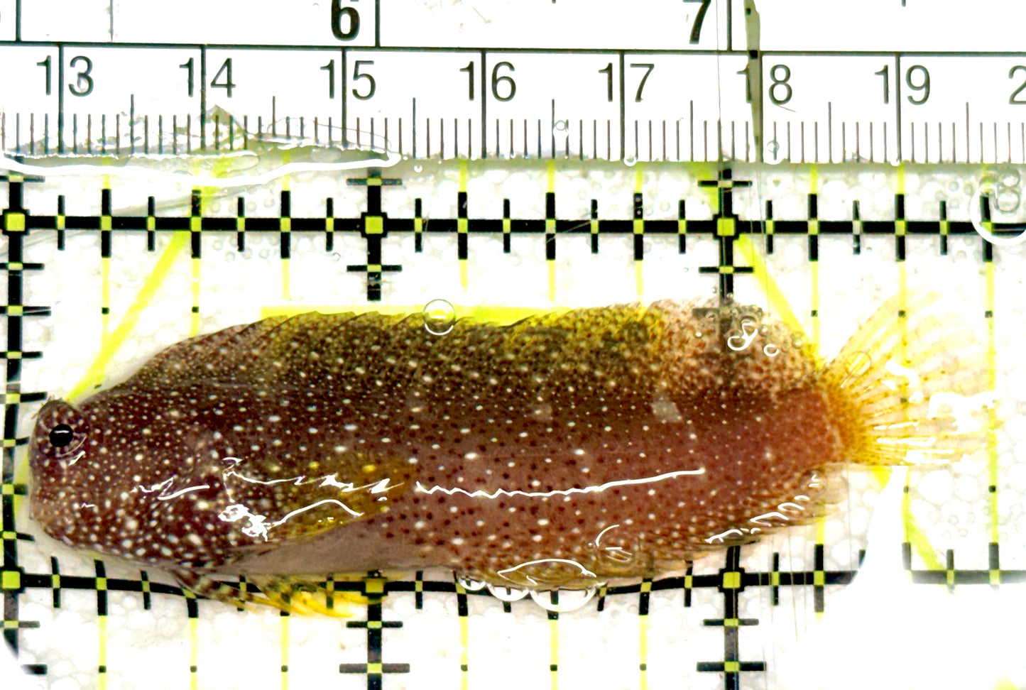 Starry Blenny SB052402 WYSIWYG Size: M 2.75” approx